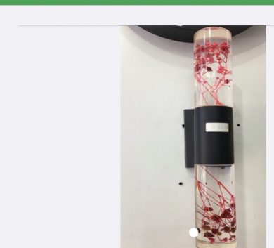 Hắc đỏ 2 đầu hoa